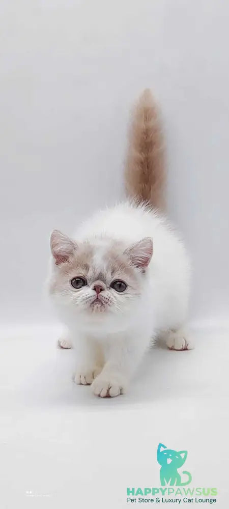 Toddy Exotic male cream harlequin - live animals