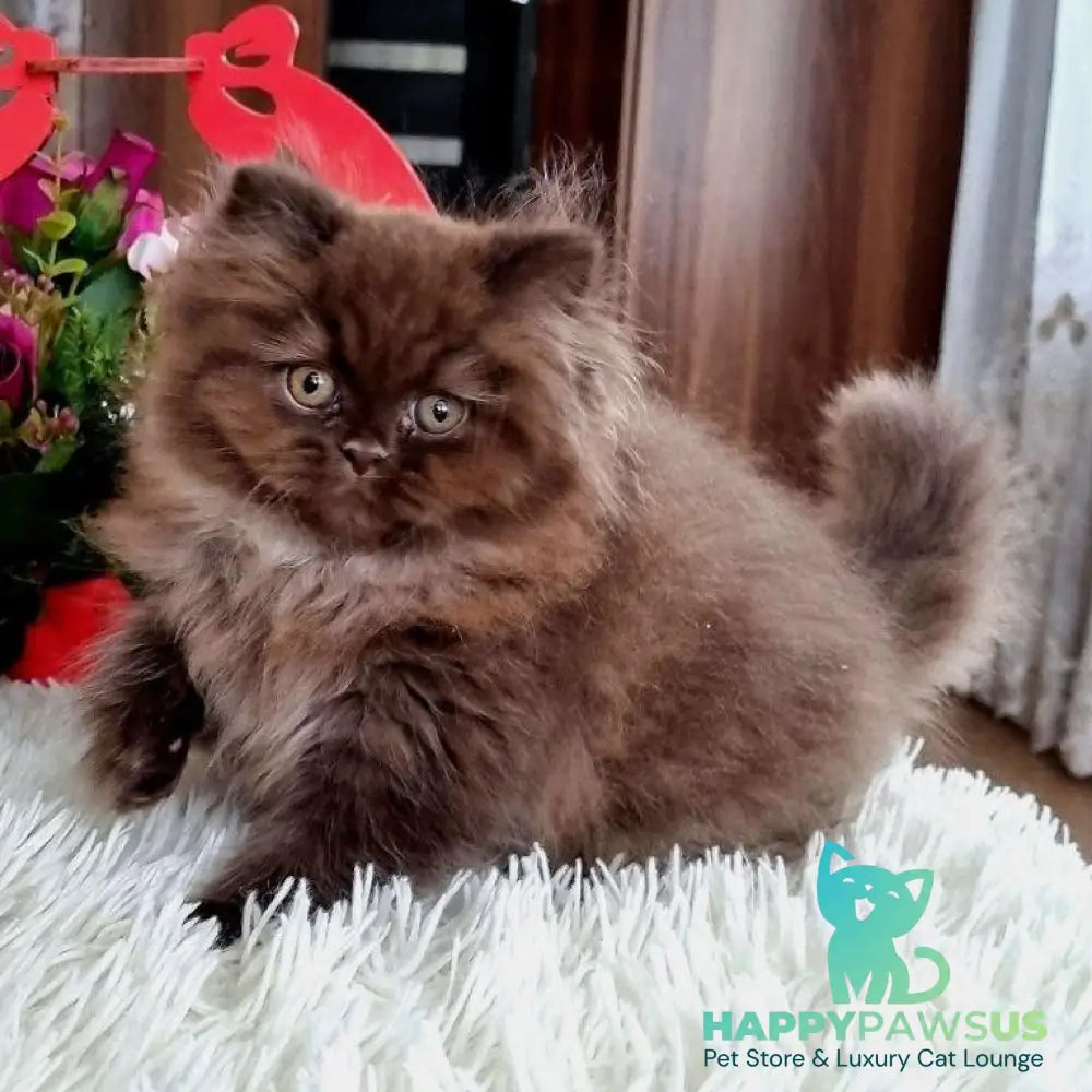 Toffee British Longhair female chocolate - live animals