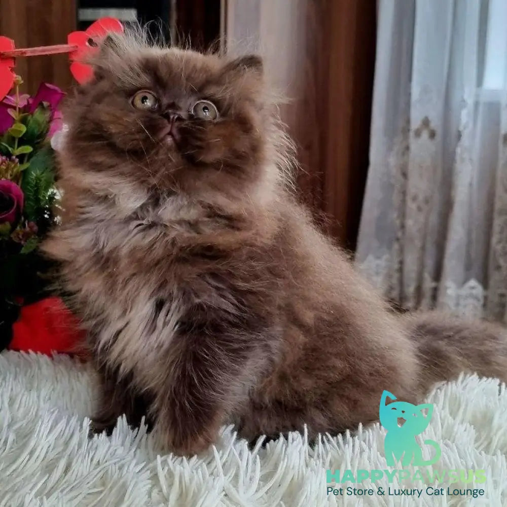 Toffee British Longhair female chocolate - live animals