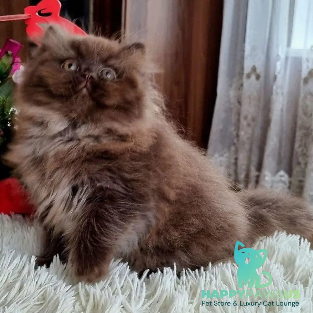Toffee British Longhair female chocolate - live animals