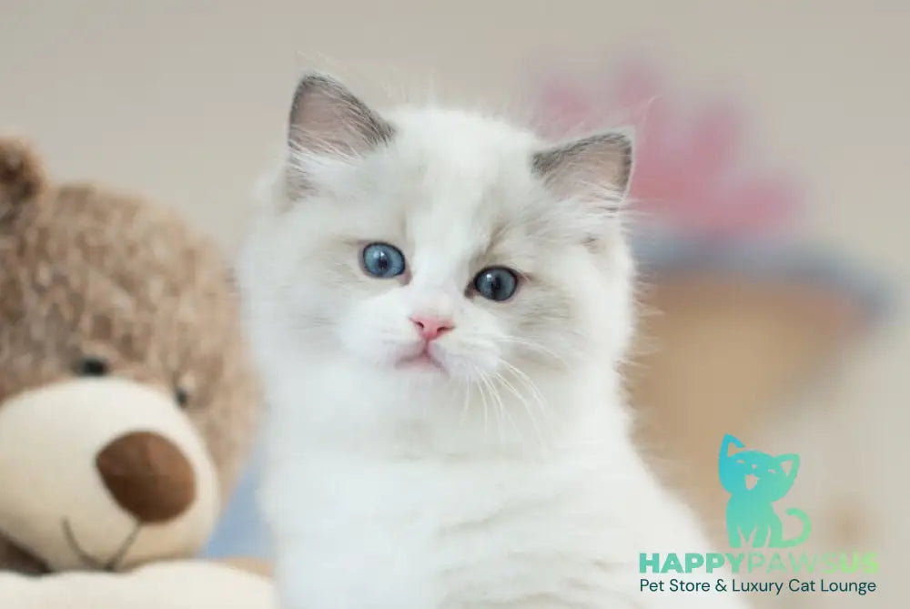 Toki Ragdoll male blue bicolour live animals