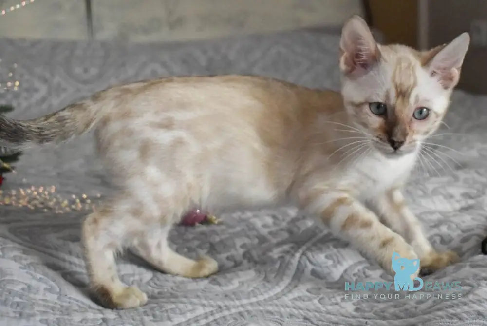 Tokyo Bengal female black spotted tabby pointed live animals