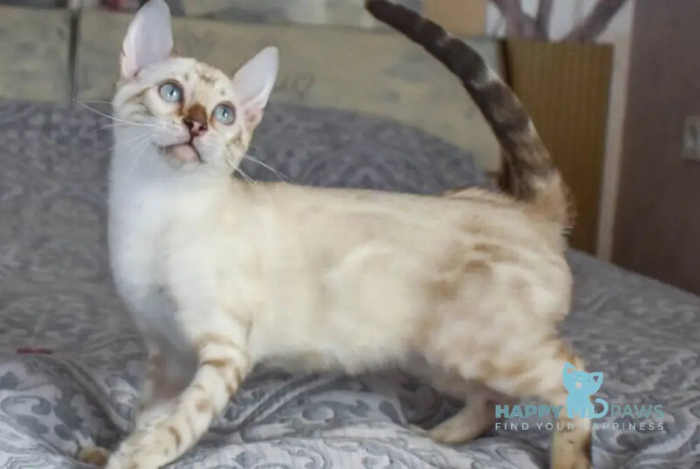 Tokyo Bengal female black spotted tabby pointed live animals