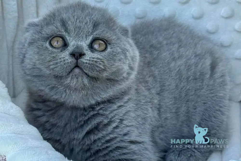 Tokyo Scottish Fold male blue - live animals
