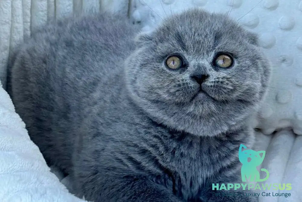 Tokyo Scottish Fold male blue - live animals