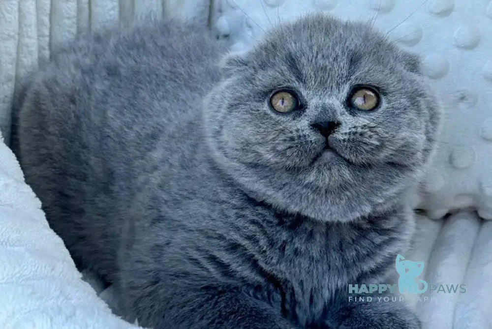 Tokyo Scottish Fold male blue - live animals