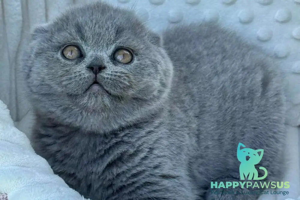 Tokyo Scottish Fold male blue - live animals