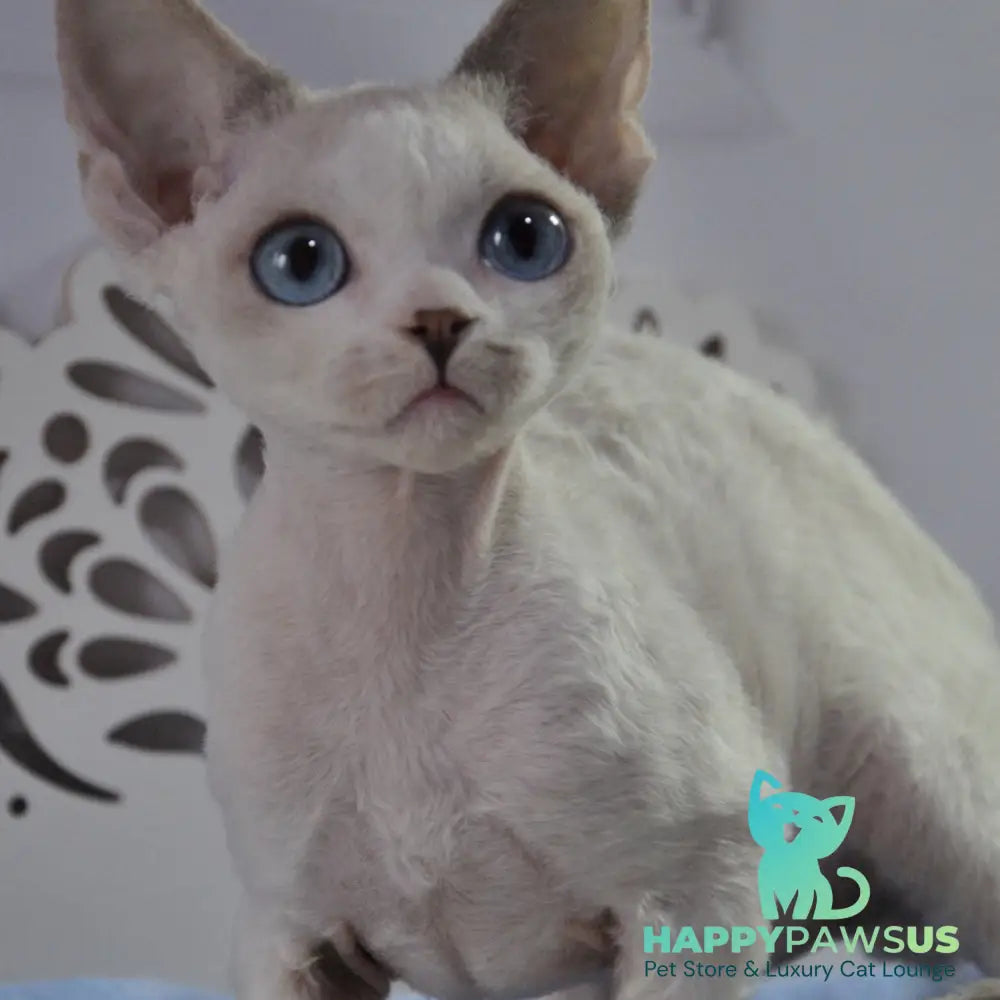 Tolik Devon Rex male blue bicolour pointed - live animals