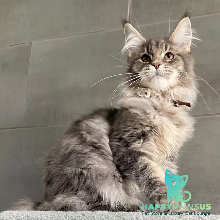 Tolyatti Maine Coon male blue silver tabby - live animals