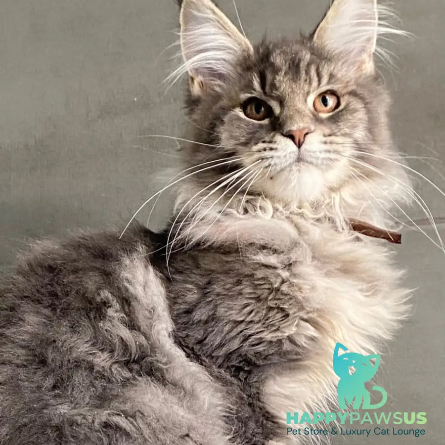 Tolyatti Maine Coon male blue silver tabby - live animals