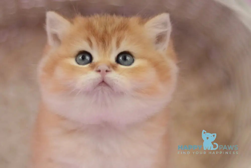 Tom British Shorthair male black golden shaded live animals