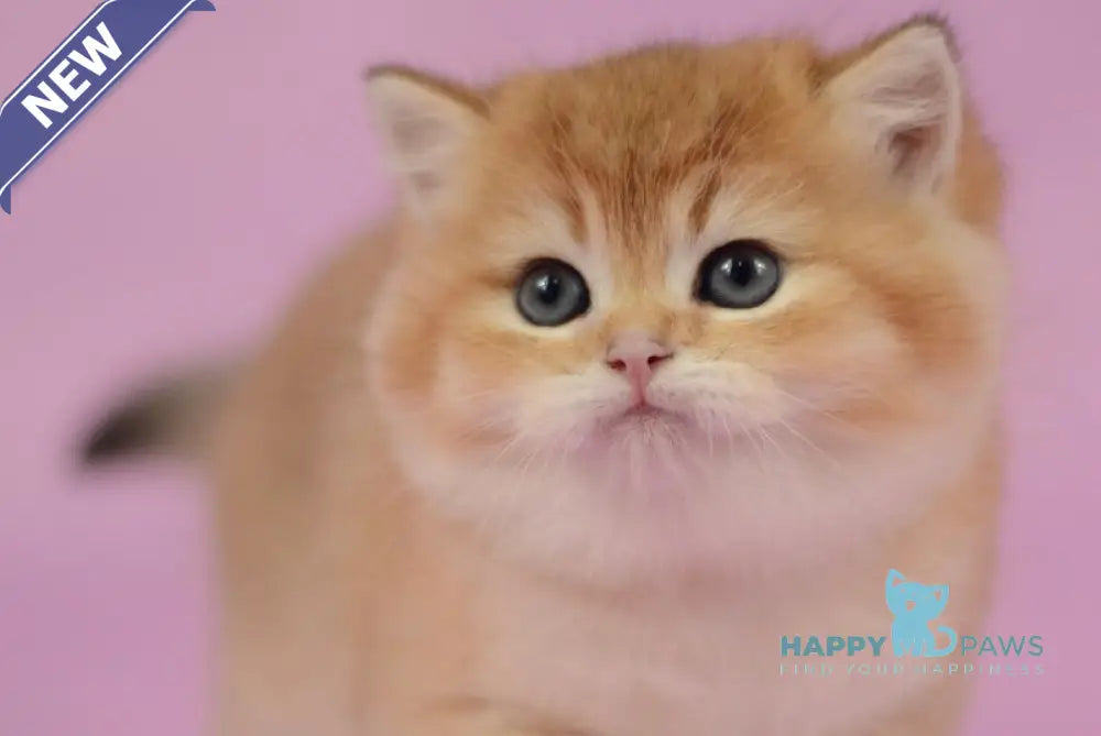 Tom British Shorthair male black golden shaded live animals