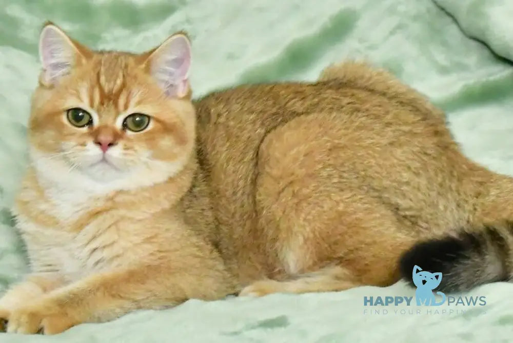 Tom British Shorthair male black golden shaded live animals