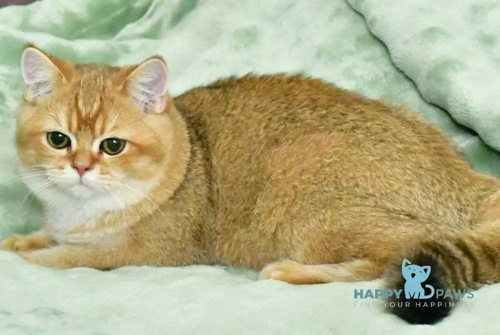 Tom British Shorthair male black golden shaded live animals