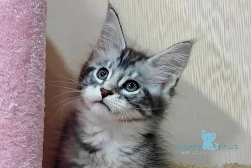 Tom Maine Coon male black silver tabby with white live animals