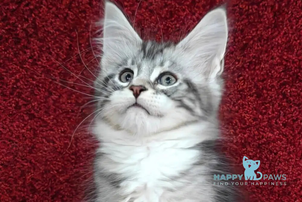 Tom Maine Coon male black silver tabby with white live animals