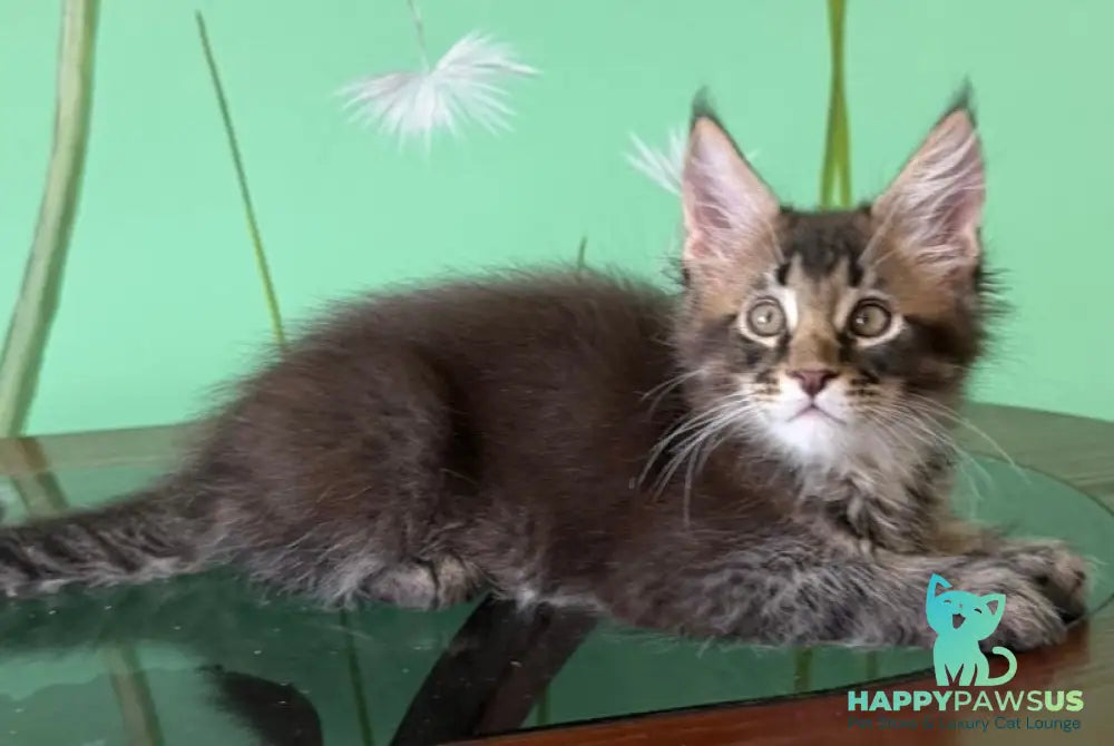 Tom Maine Coon male black ticked tabby - live animals