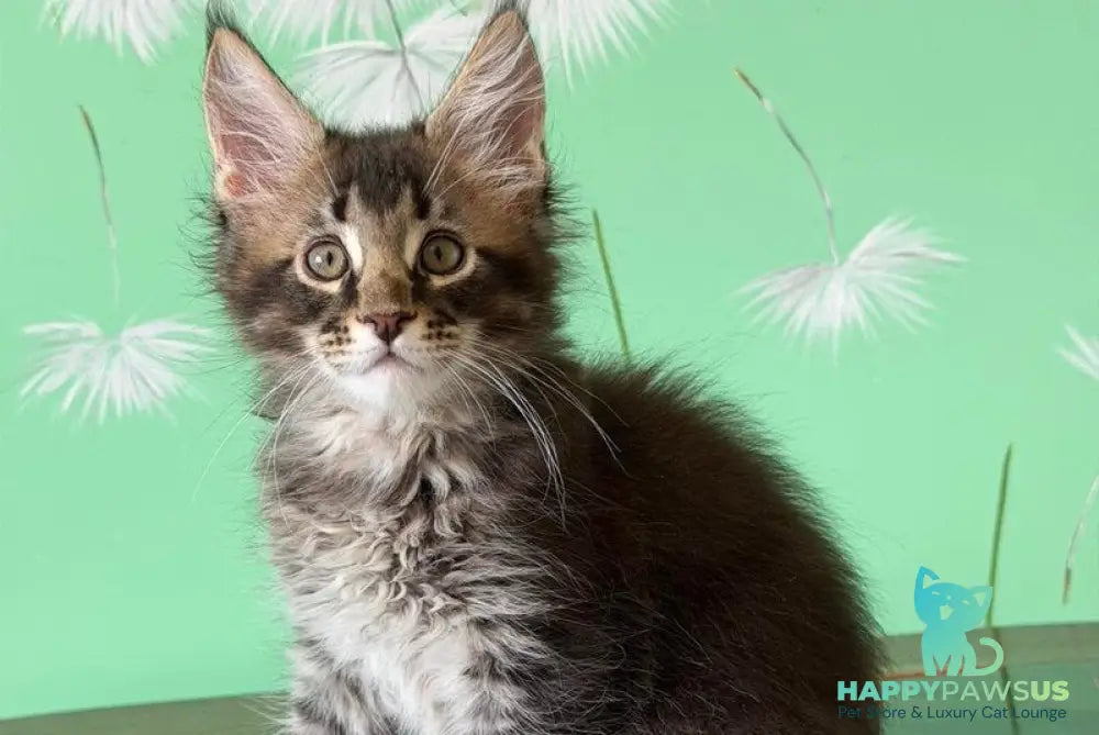 Tom Maine Coon male black ticked tabby - live animals