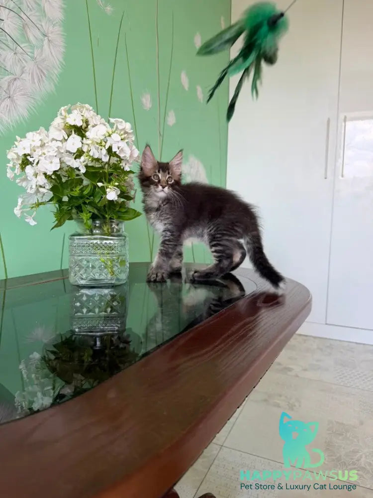 Tom Maine Coon male black ticked tabby - live animals