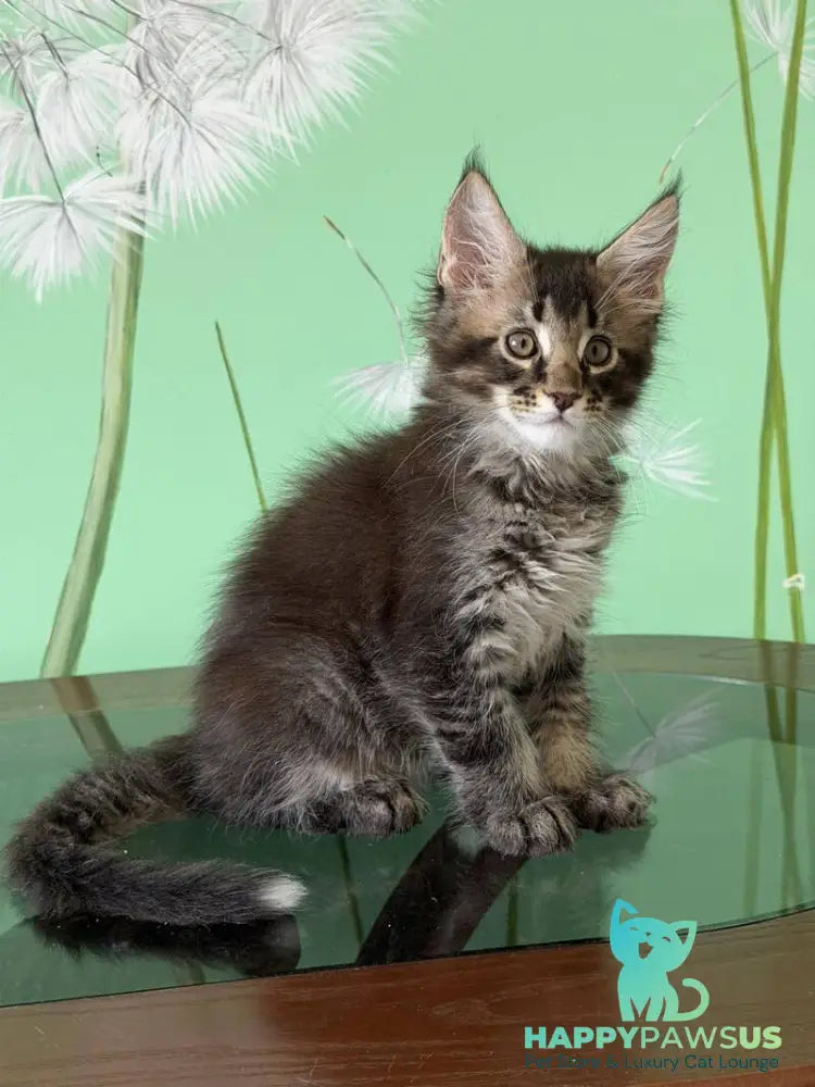 Tom Maine Coon male black ticked tabby - live animals