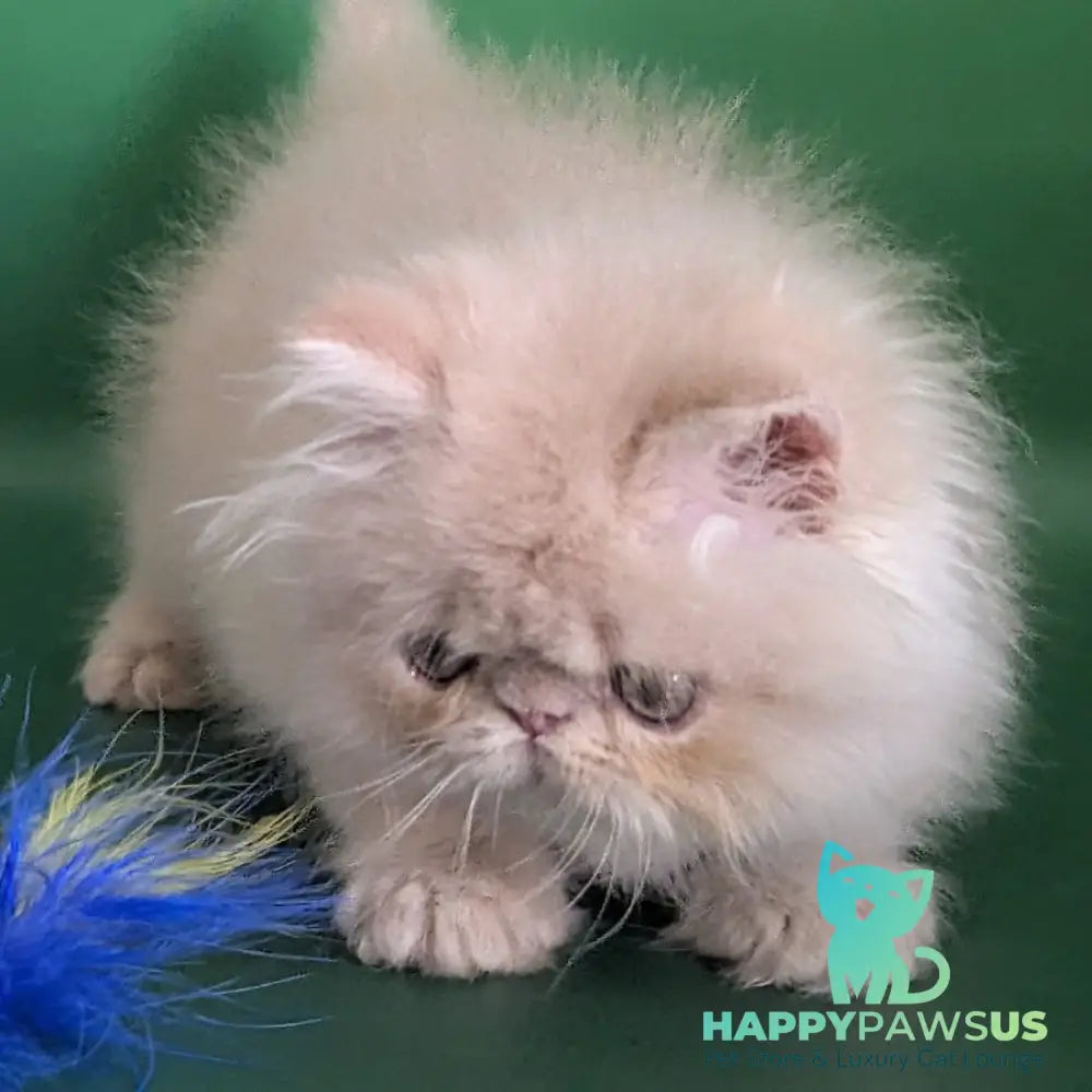 Tom Persian male cream tabby - live animals