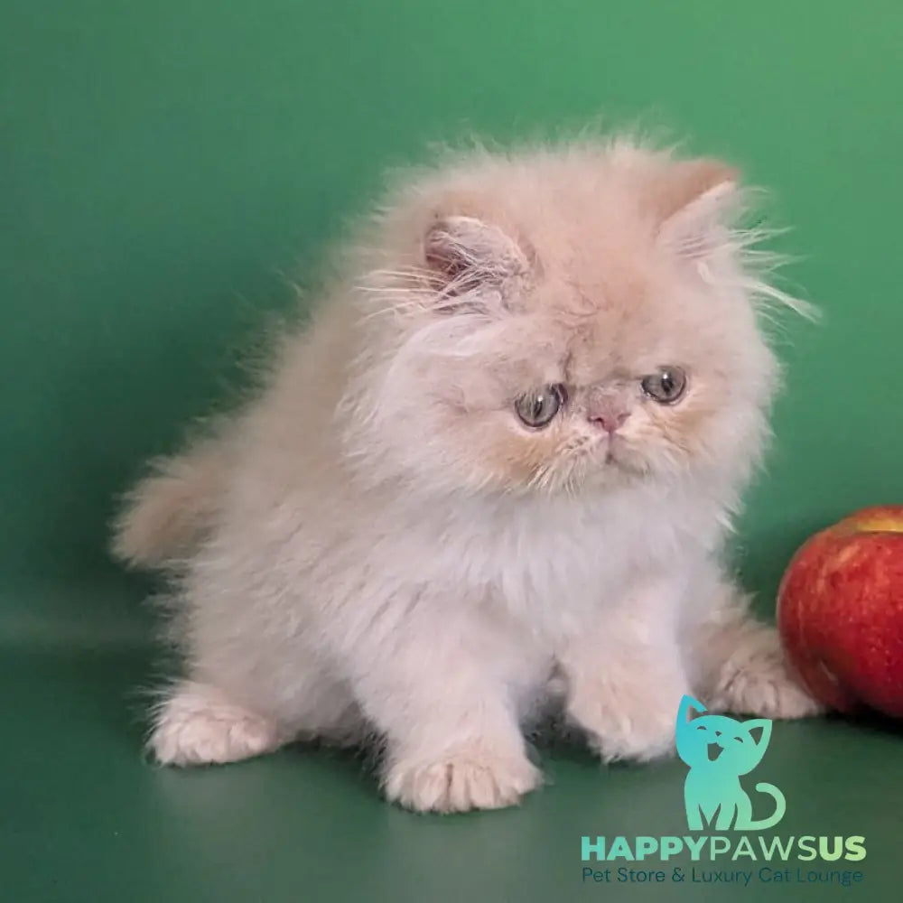 Tom Persian male cream tabby - live animals