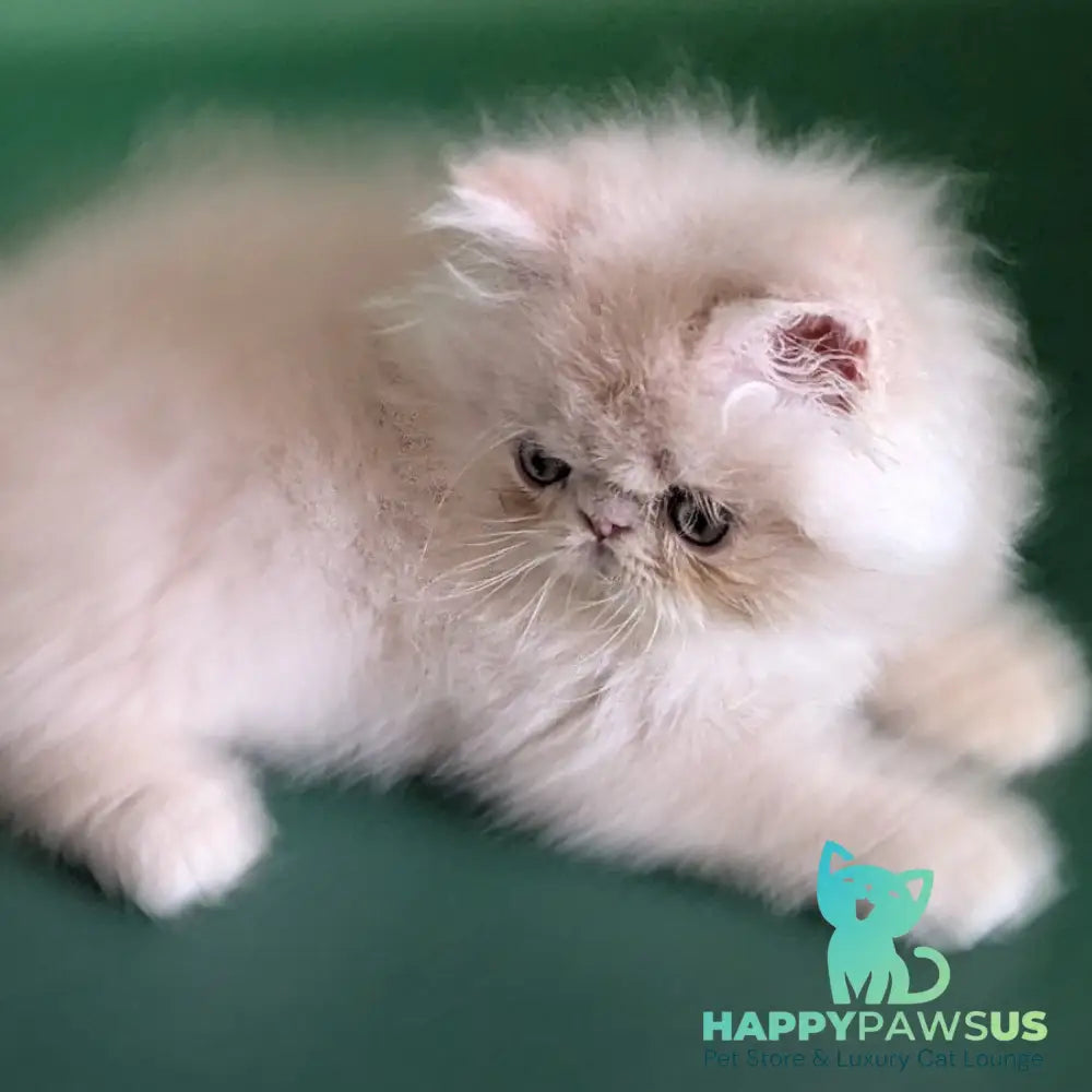 Tom Persian male cream tabby - live animals