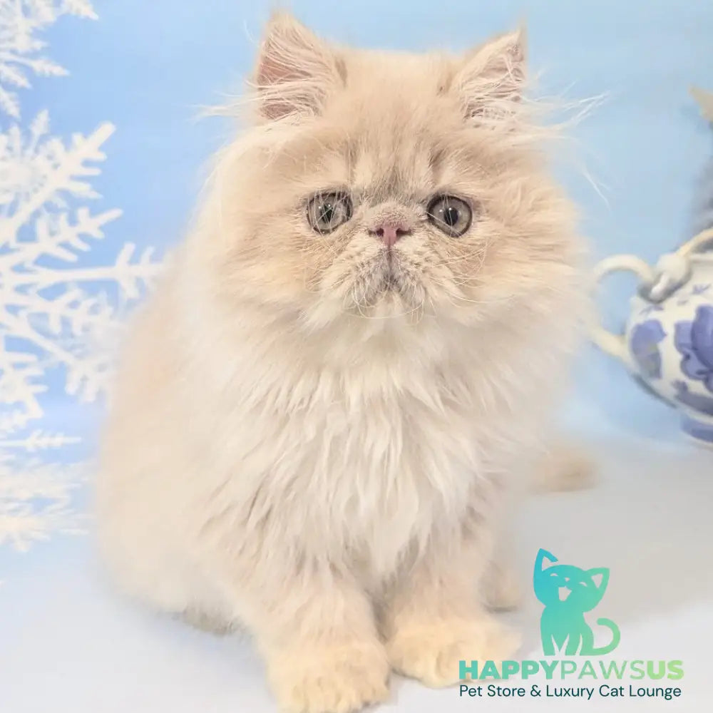 Tom Persian male cream tabby - live animals