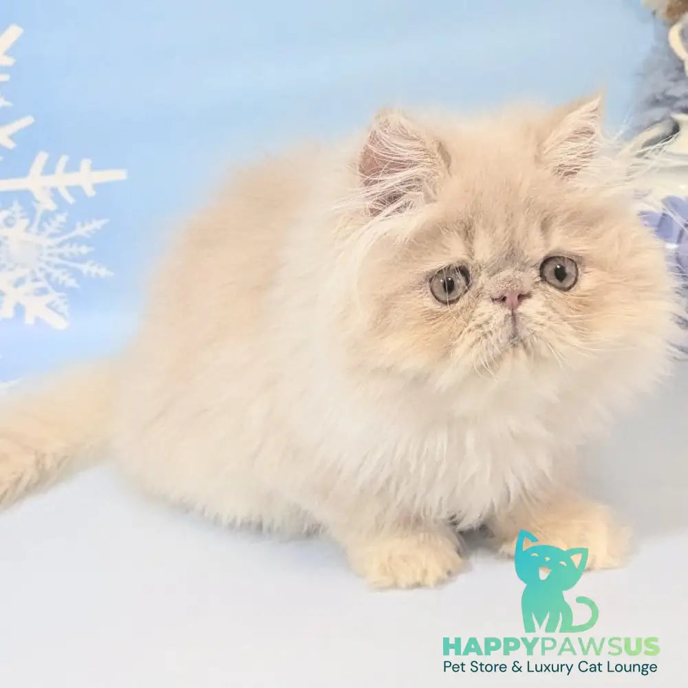 Tom Persian male cream tabby - live animals