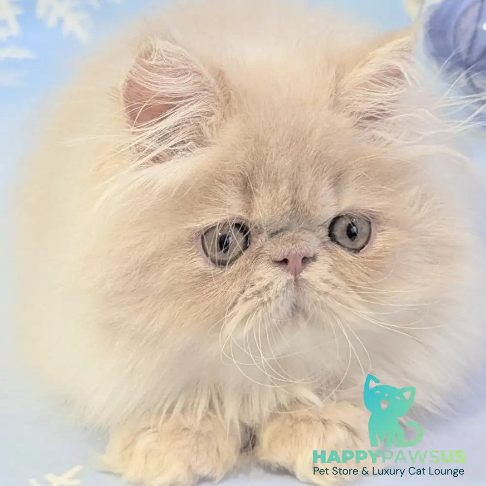 Tom Persian male cream tabby - live animals