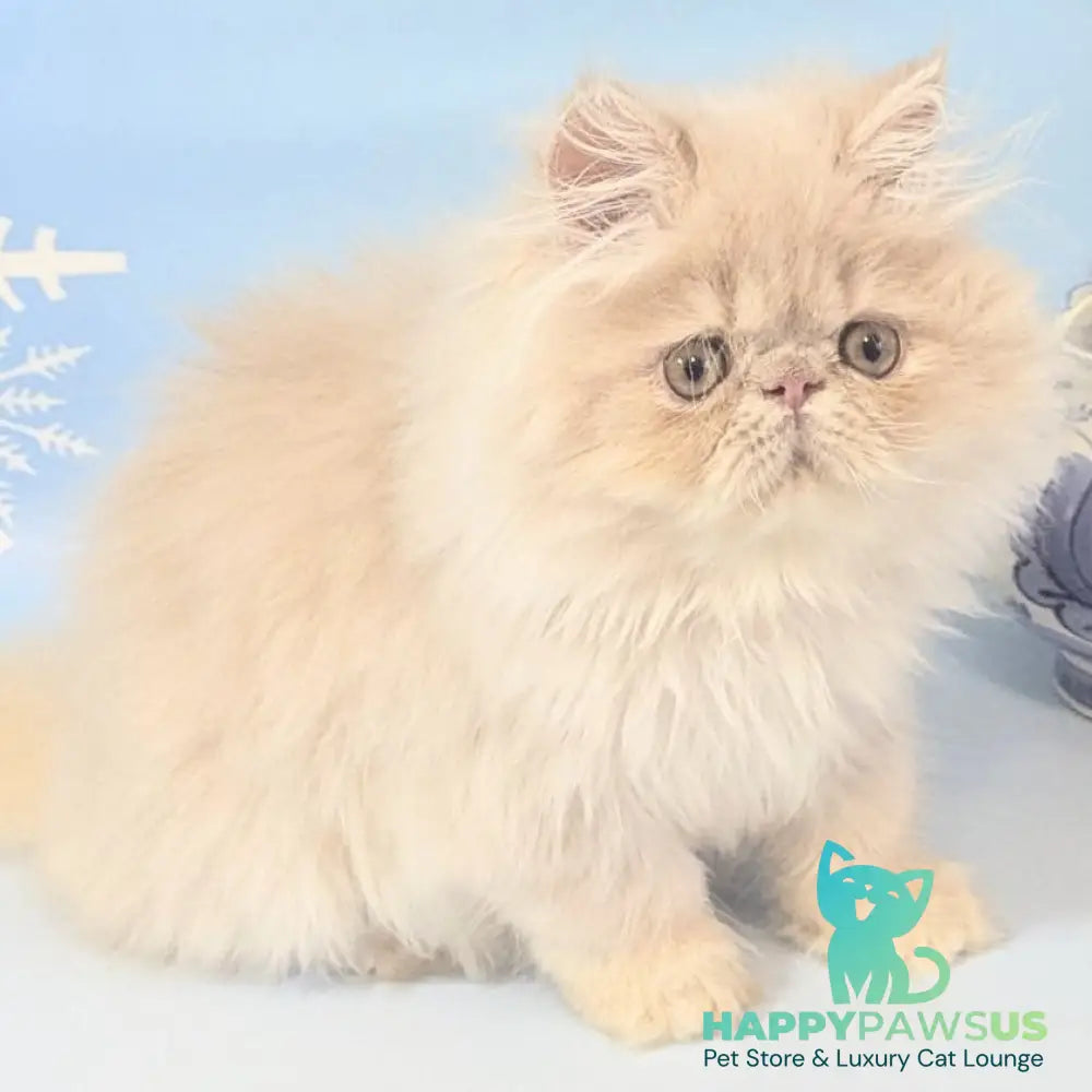 Tom Persian male cream tabby - live animals