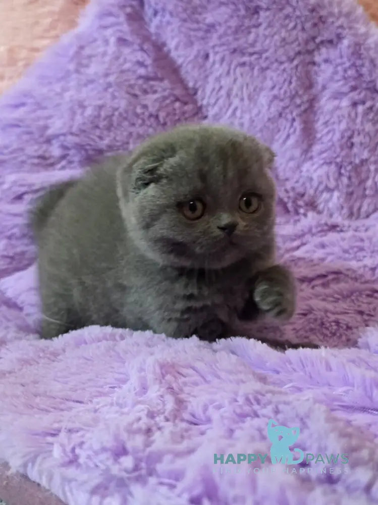 Tom Scottish Fold male blue - live animals