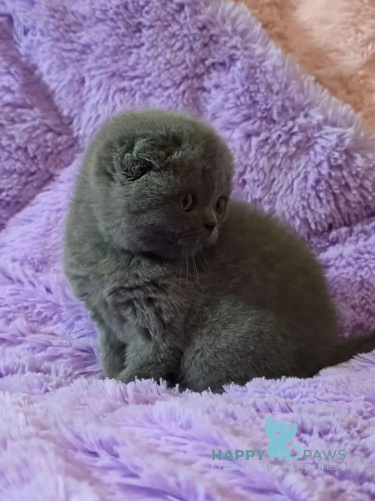 Tom Scottish Fold male blue - live animals
