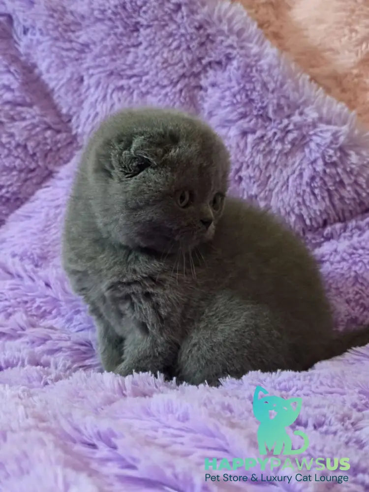 Tom Scottish Fold male blue - live animals