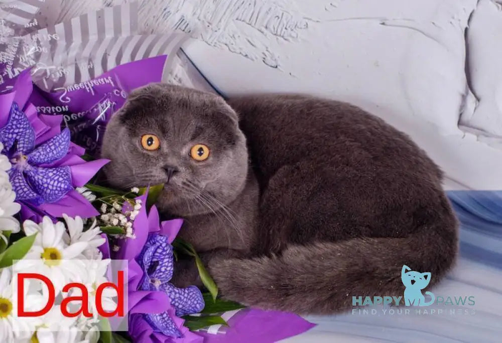 Tom Scottish Fold male blue - live animals