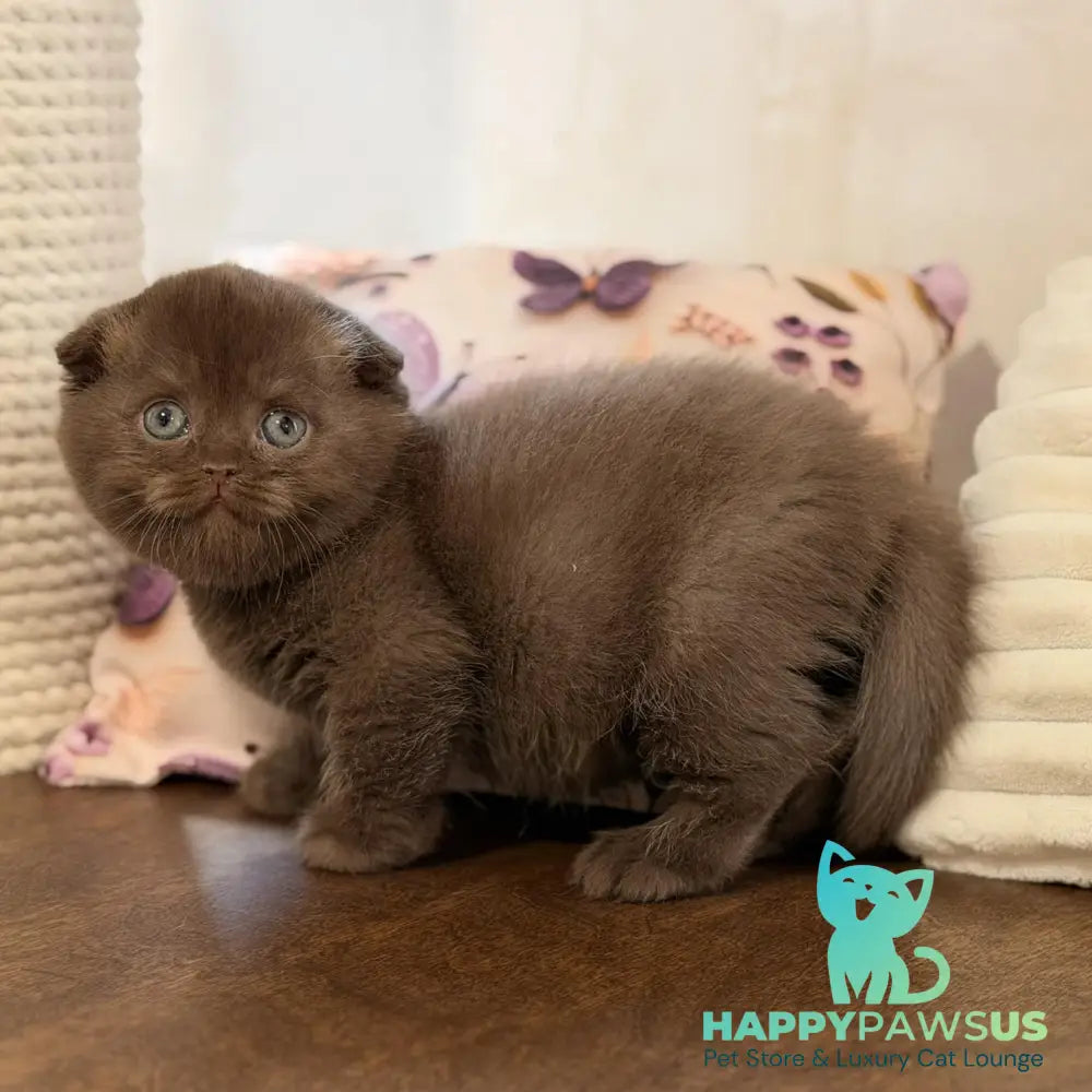Tom Scottish Fold male chocolate - live animals