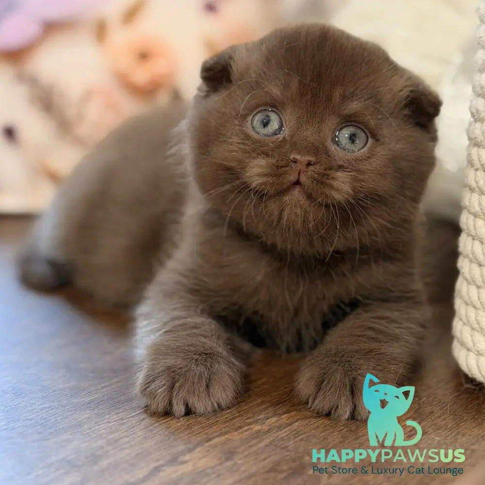 Tom Scottish Fold male chocolate - live animals