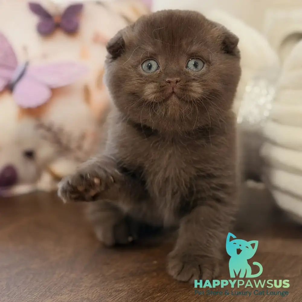 Tom Scottish Fold male chocolate - live animals