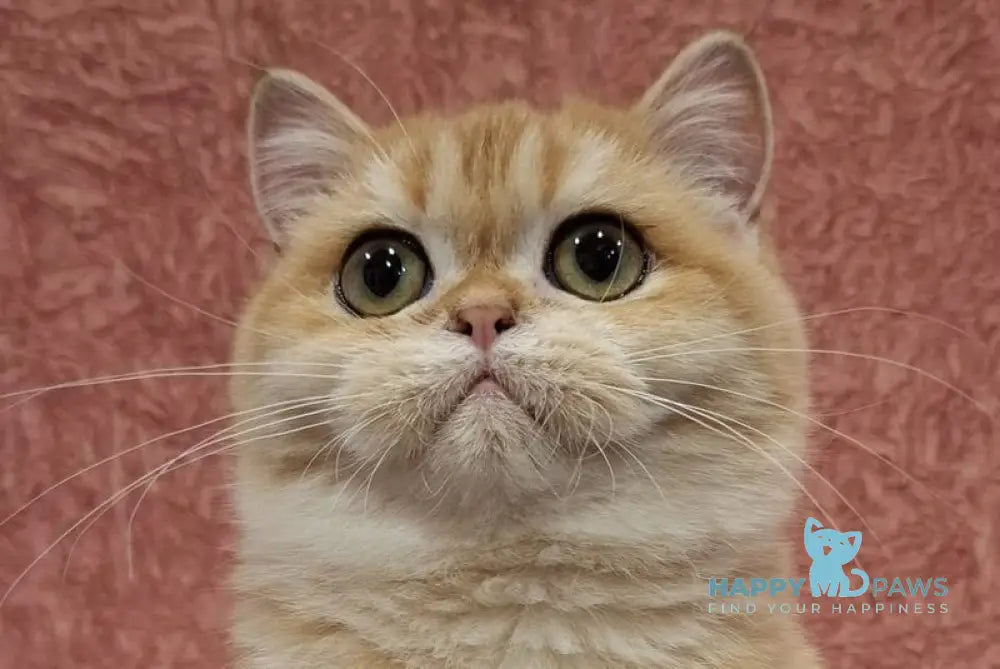 Tom Scottish Straight male black golden chinchilla live animals