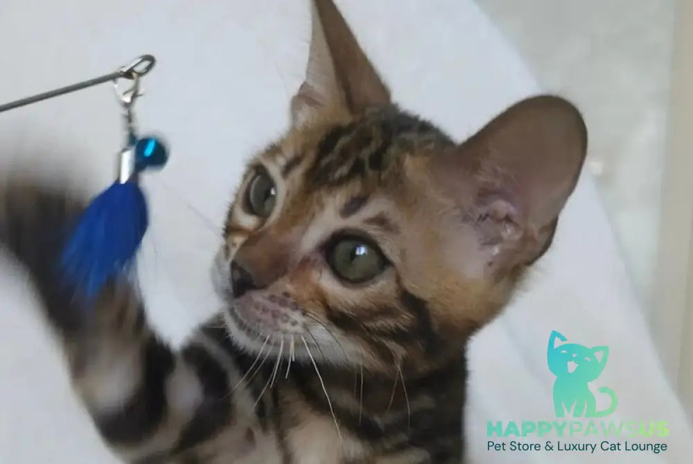Тomagochi Bengal male black spotted tabby - live animals