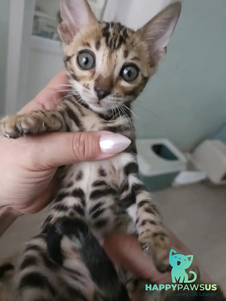 Tomagochi Bengal male black spotted tabby - live animals