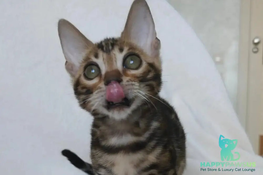 Tomagochi Bengal male black spotted tabby - live animals