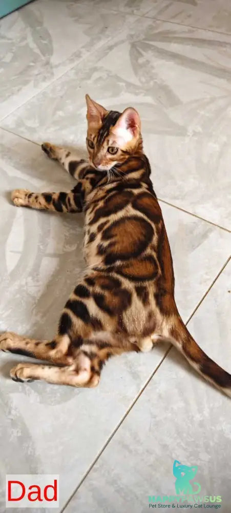 Tomagochi Bengal male black spotted tabby - live animals