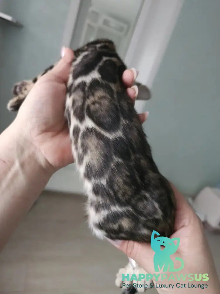 Tomagochi Bengal male black spotted tabby - live animals
