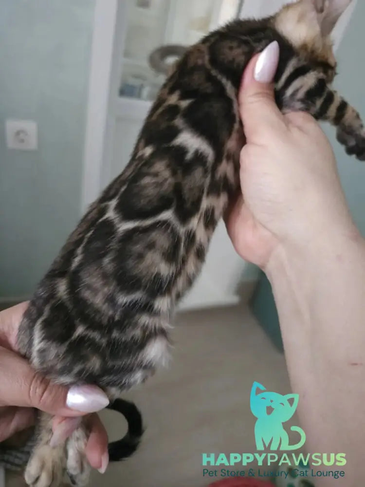 Tomagochi Bengal male black spotted tabby - live animals
