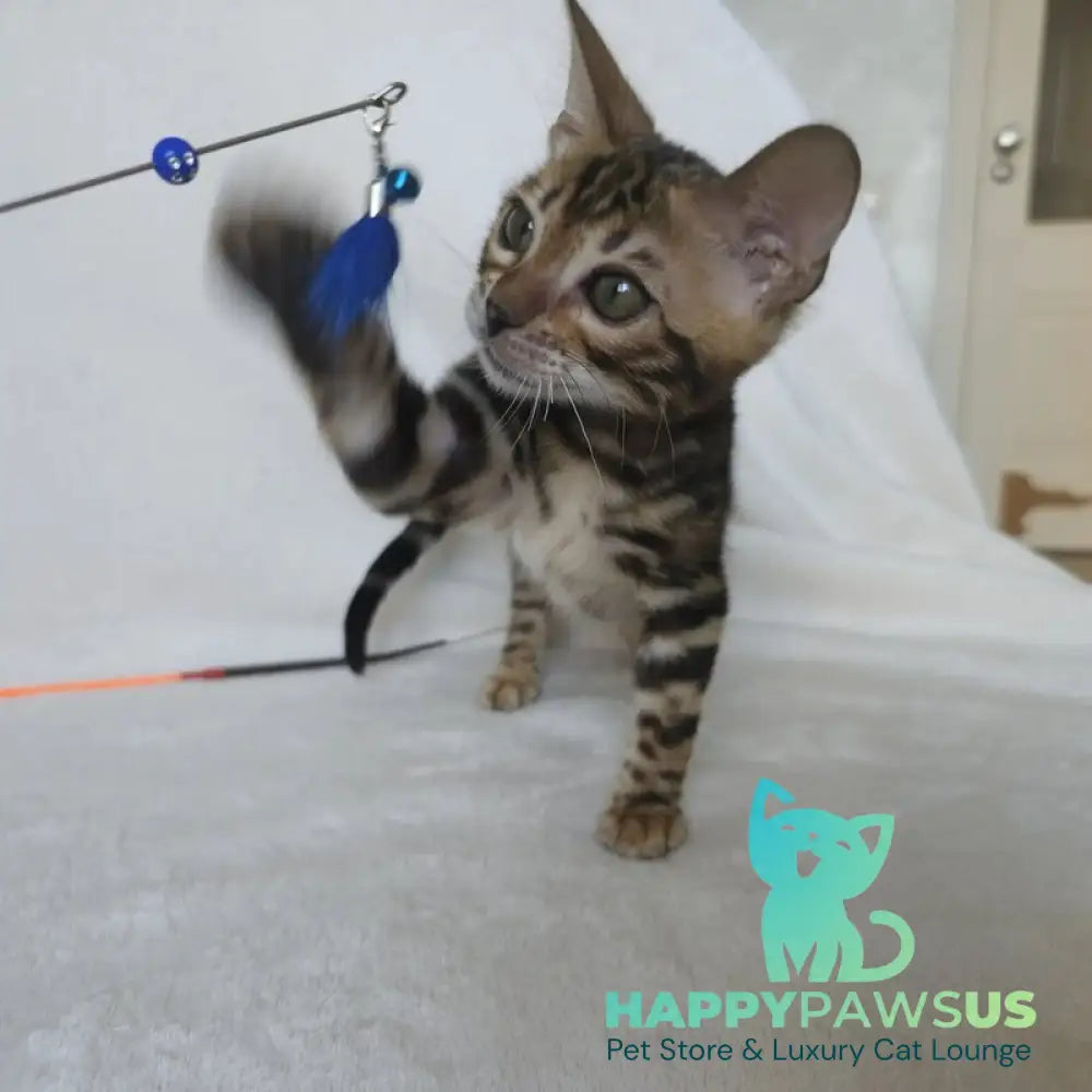 Tomagochi Bengal male black spotted tabby - live animals