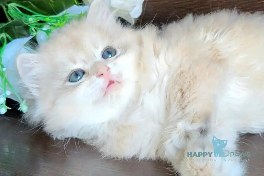 Tomas British Longhair male blue golden shaded live animals