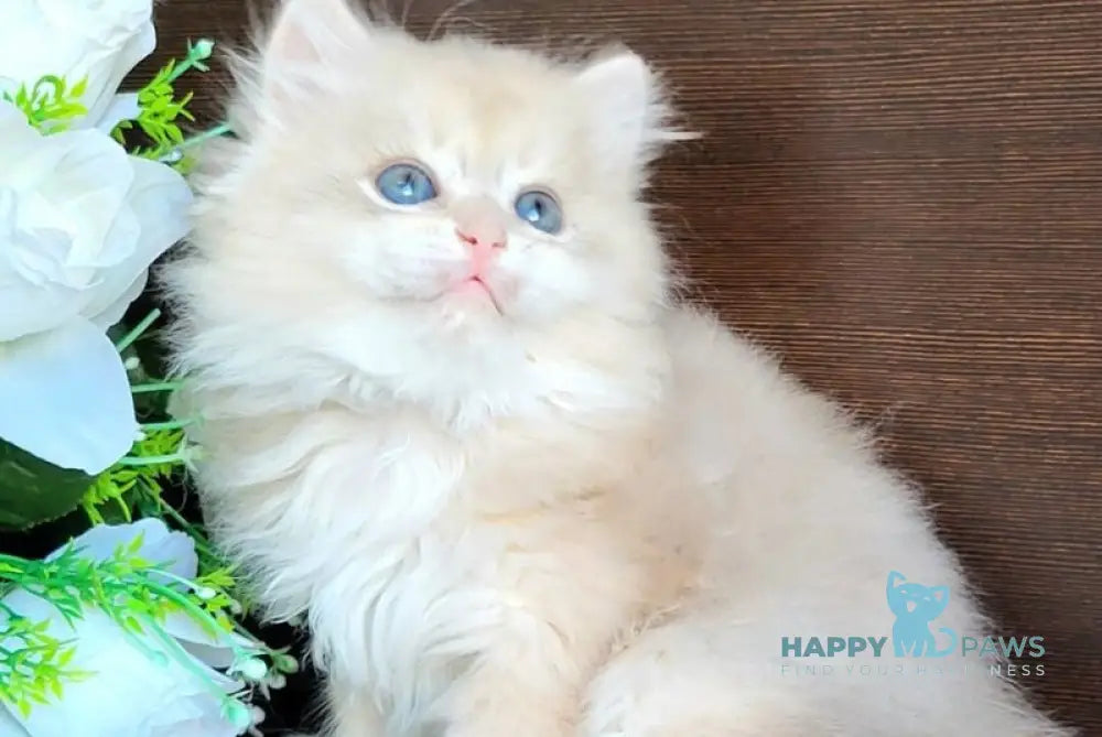 Tomas British Longhair male blue golden shaded live animals