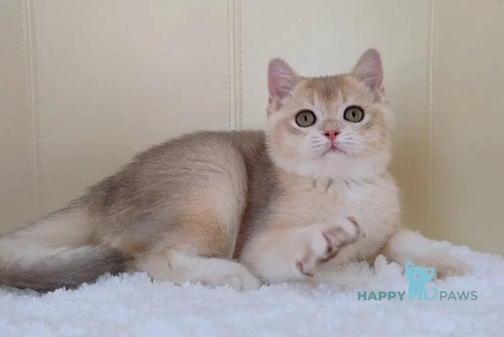 Tomas British Shorthair male blue golden chinchilla live animals