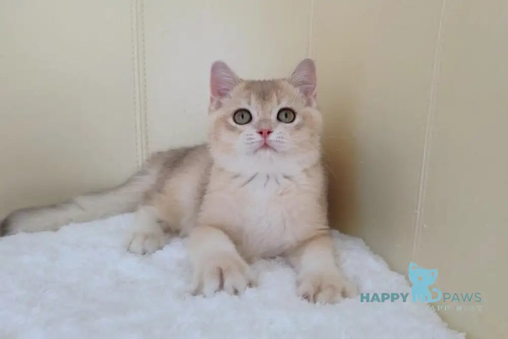 Tomas British Shorthair male blue golden chinchilla live animals